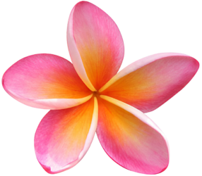 Logo Flower